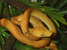ATB