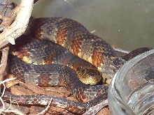 banded watersnake