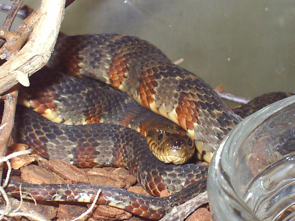 banded watersnake