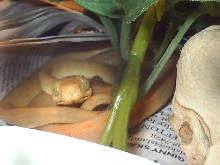 corallus again