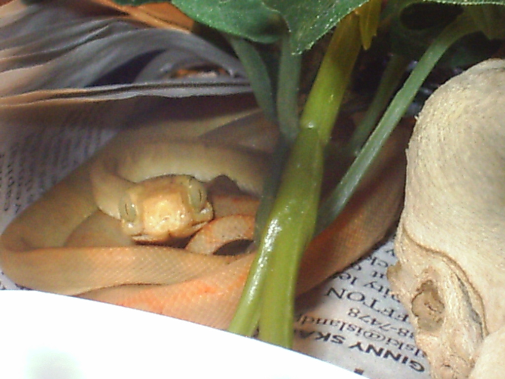 corallus again