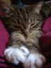 My Tigger