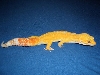 My sunglow "Cronus"