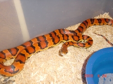 female okeetee