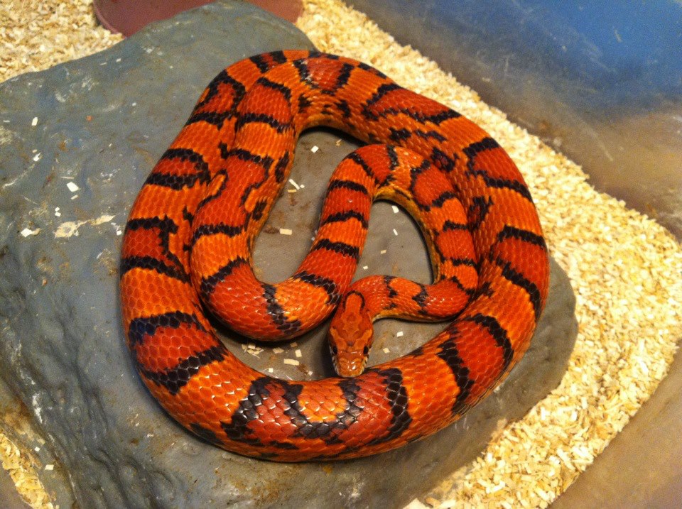 Okeetee male