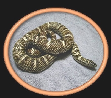 Outerbanks male