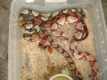 copperheads by brad