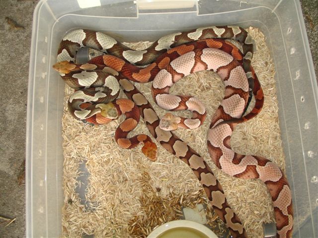 copperheads by brad