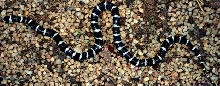 Twilight Zonata