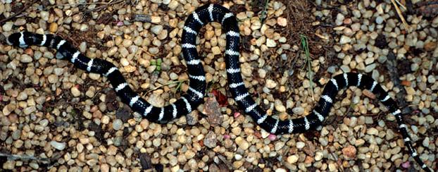 Twilight Zonata