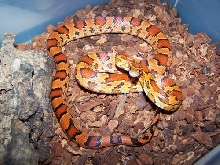 Yearling Okeetee Female