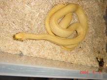 Albino Yellow Ratsnake
