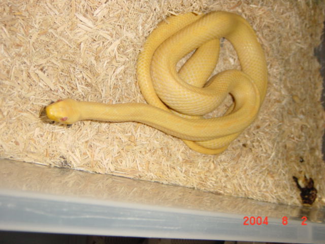 Albino Yellow Ratsnake