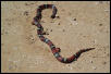 annulata
