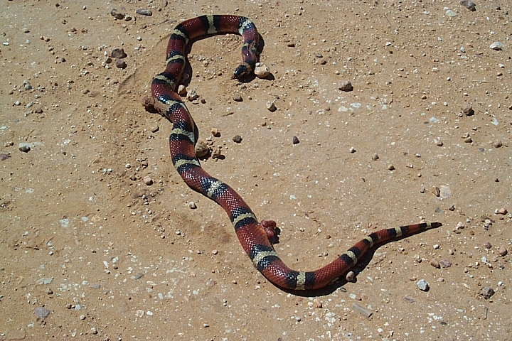 annulata