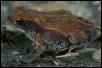Red Spotted Toad
