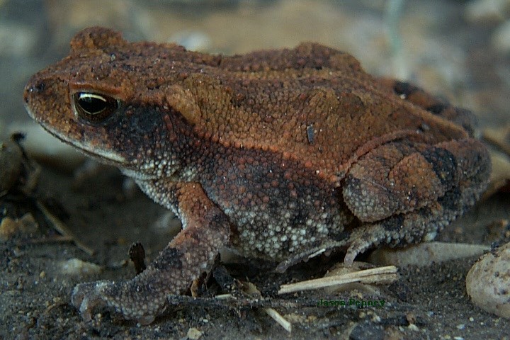 Red Spotted Toad