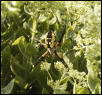 black and yellow spider