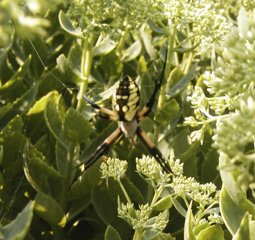 black and yellow spider