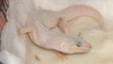 Eye