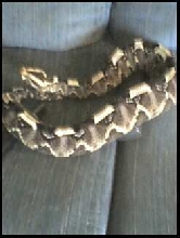 rhino viper