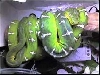 Green Tree boas