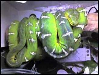 Green Tree boas