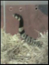 Aspidelelaps Lubricus Infuscatus