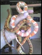 corn snakes