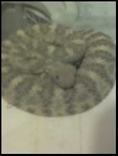 speckled