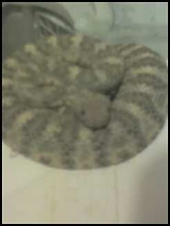 speckled