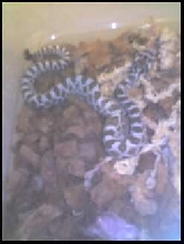 V.Lotosus