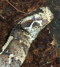 Rhino viper