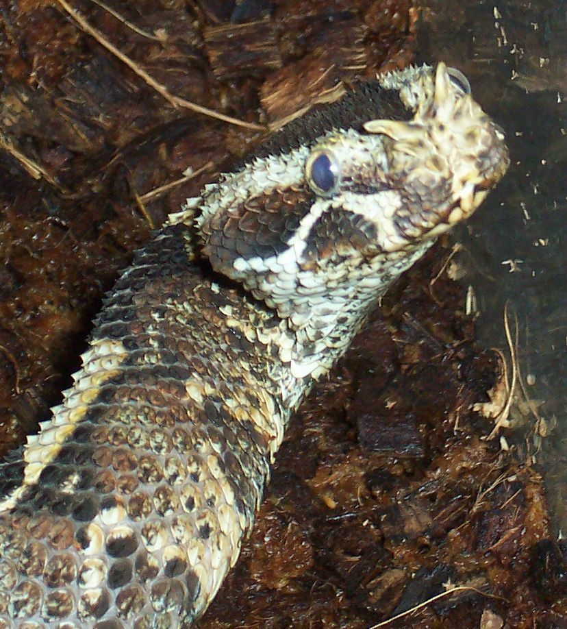 Rhino viper