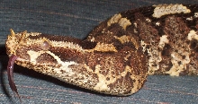 rhino viper