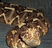 Rhino viper