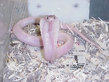 My lil leucistic monocle cobra