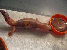 Male Amel Fattie
