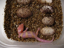 First Hatchling