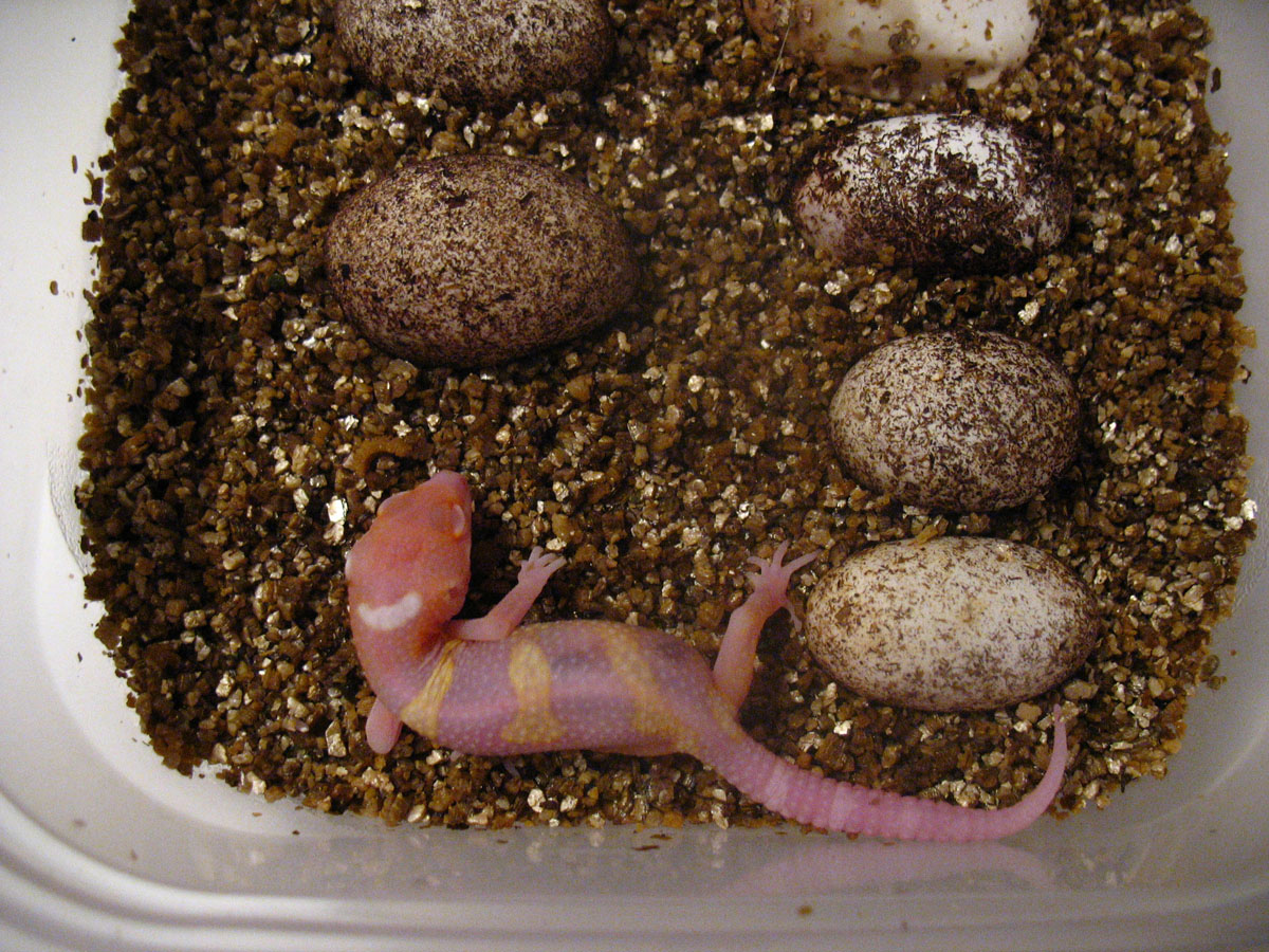 First Hatchling