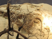 Trio of Desert Iguanas