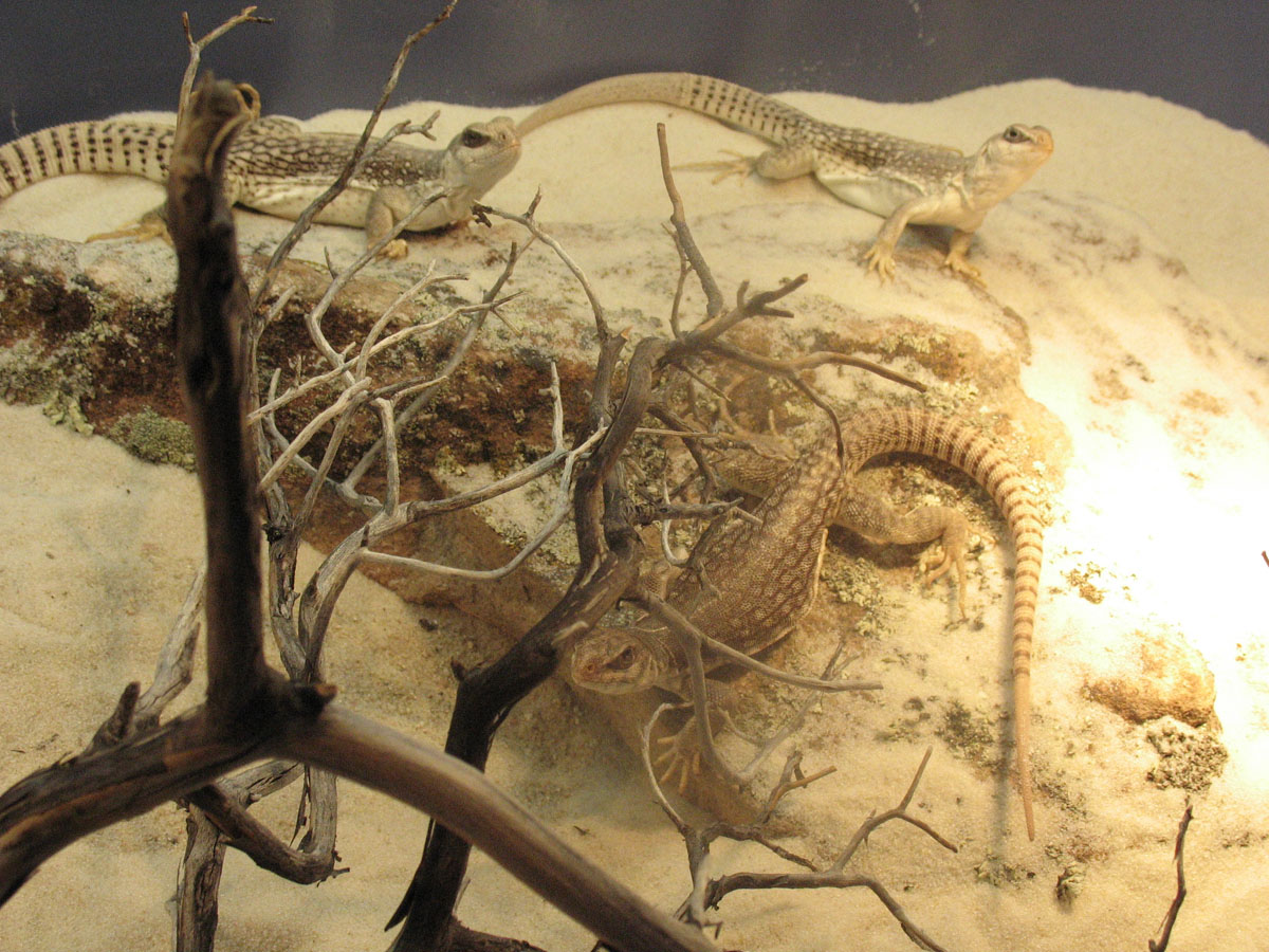 Trio of Desert Iguanas
