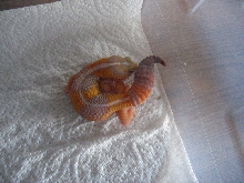 Male Amel Fat Tail