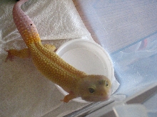 My Buddy Buddha Again