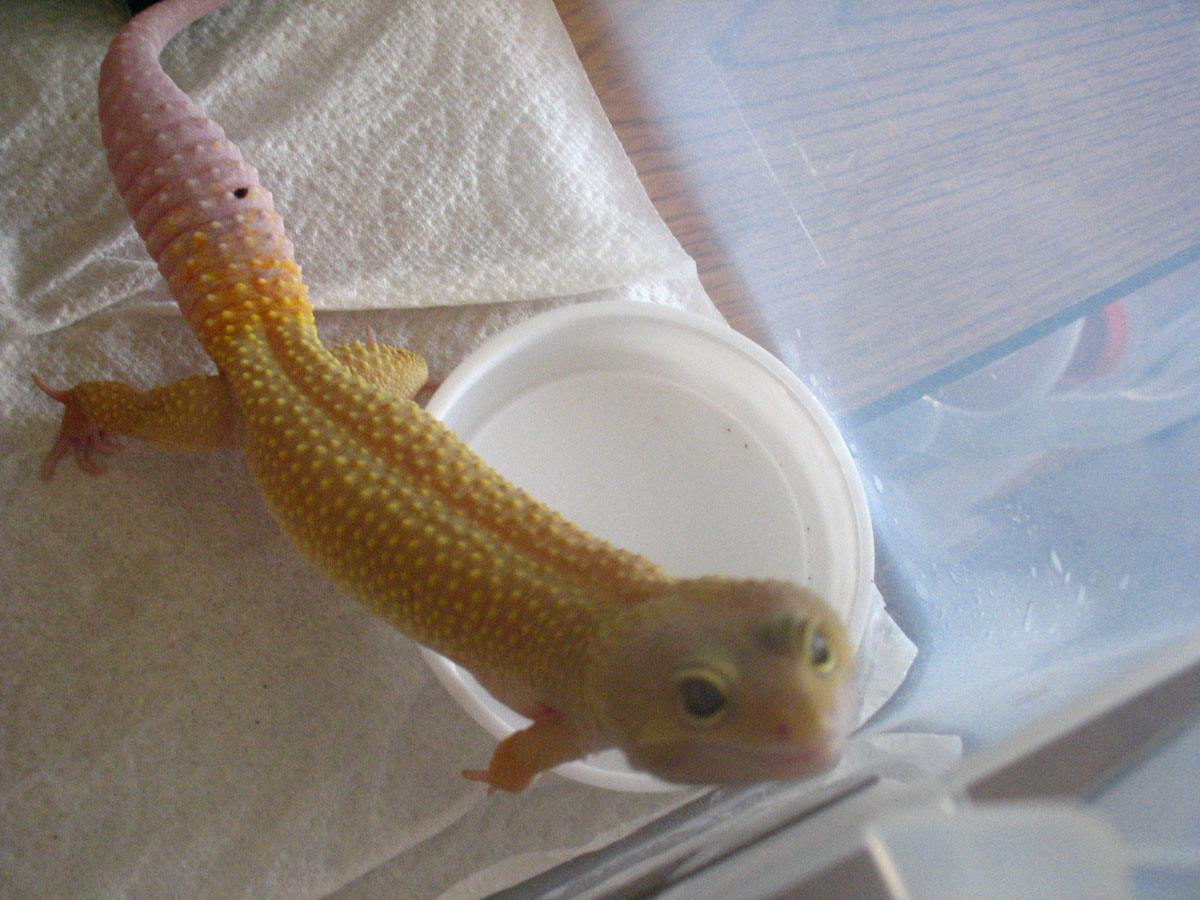 My Buddy Buddha Again