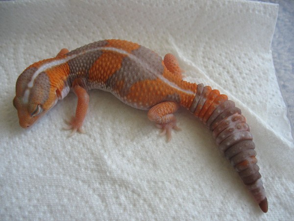 Amel Female