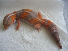 Amel Female
