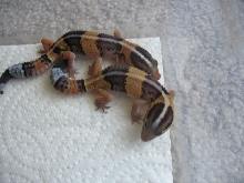 Little Het Amels