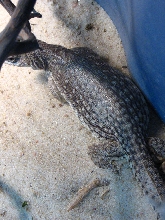 Possibly Gravid Female DI