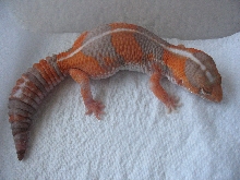 Female Tang Fattie